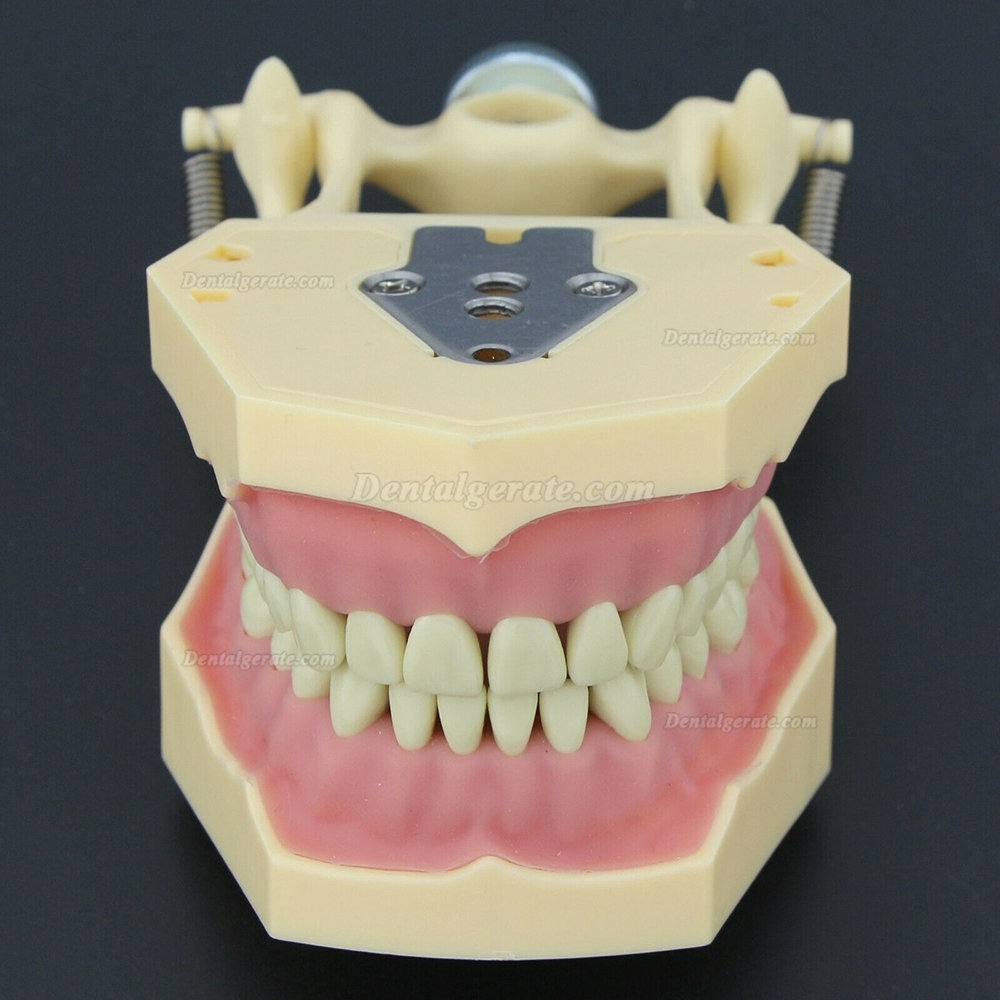 Dental Typodont Restorative Standardmodell M8014-2 Kompatibel mit Frasaco AG3 Modell